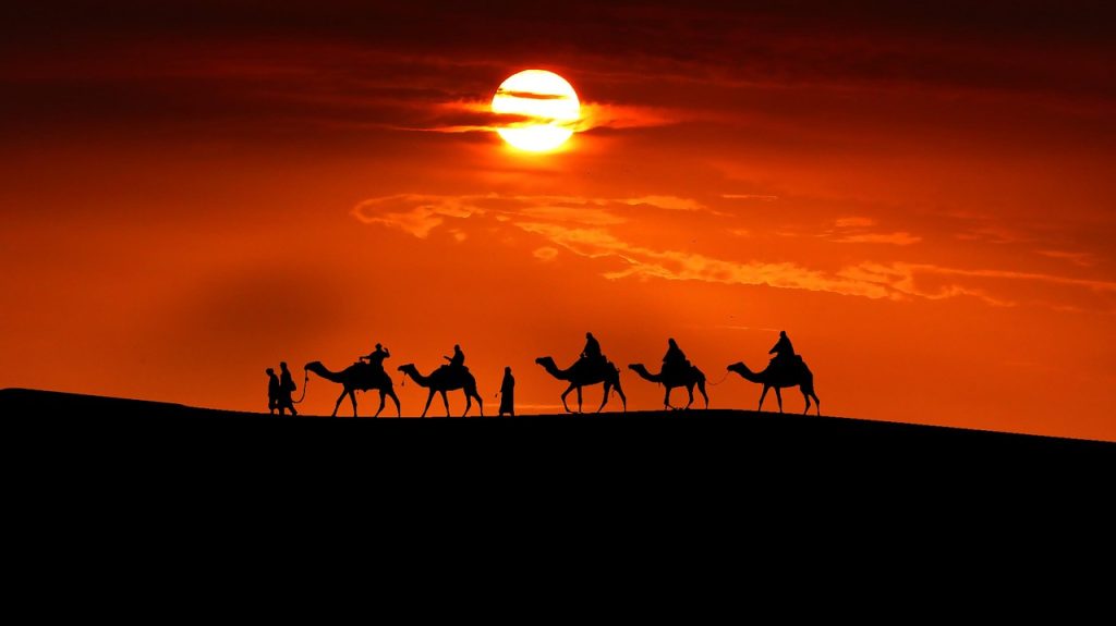 sunset, camels, silhouette, camel train, camel caravan, transport, transportation, travel, desert, sun, sunlight, orange sky, dusk, camels, camels, camels, camels, camels, nature, camel caravan, hijrah, metode riset, sales training, disttribusi