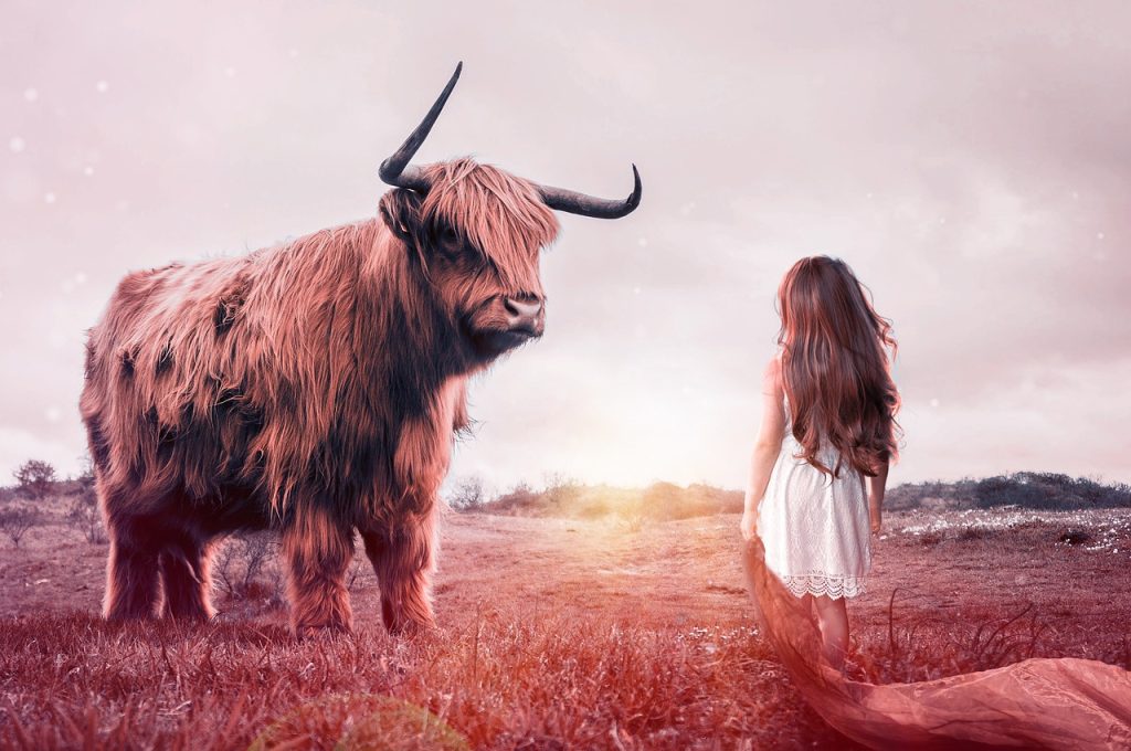 child, bull, beef, farm animal, ruminant, cow, battle, mammal, nature, animal, wildlife, fantasy, dangerous, brave, fighting stance, curious, girl, strong, human, attack, fear, cloth, sun, afterglow, sunset, bull, bull, cow, brave, brave, brave, brave, brave, strong, strong, fear